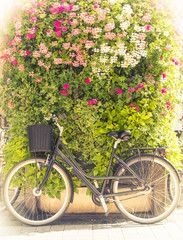 Bicycle with green flower wall in background
