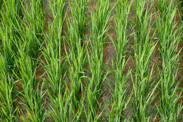 Obraz premium Agriculture Green Rice fields and rice terraced on mountain 