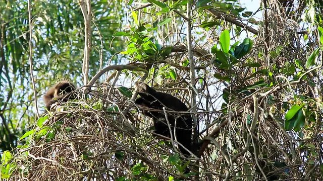 Macaco-prego na floresta. (Sapajus nigritus)