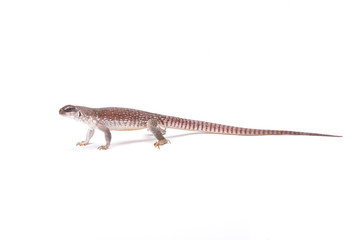 Desert iguana (Dipsosaurus dorsalis), Arizona, USA