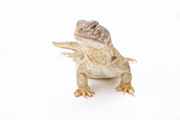 Indian spiny-tailed lizard (Saara hardwickii), India