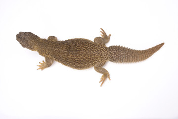 Indian spiny-tailed lizard (Saara hardwickii), India