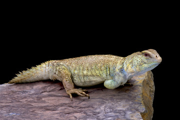 Princely spiny-tailed lizard (Uromastyx princeps), Somalia