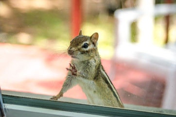 Are you in there? A cute adorable chipmunk with both front paws, feet on the window, looking inside...