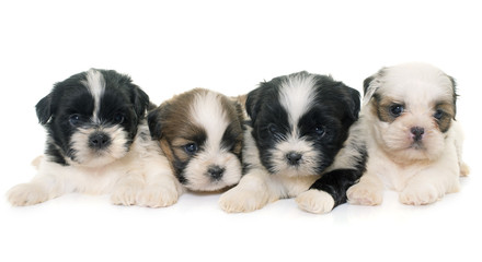 puppies shih tzu