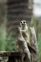 The meerkat