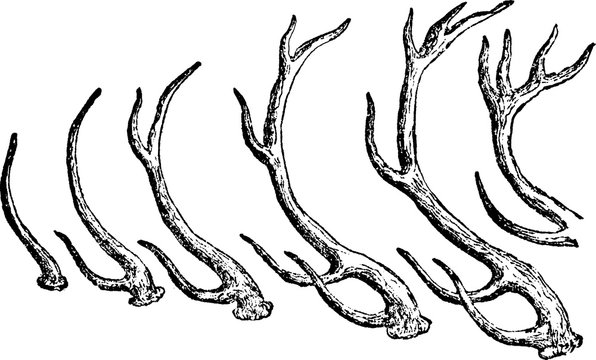 Vintage image deer antlers