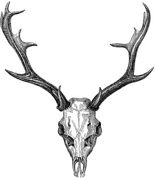 Fototapeta Vintage image deer skull, antlers