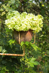 garden clay terracotta pot, on an iron stand with flowers hydrangeas on the background of green leaves and twine hops