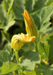 two unsolved the orange flower of the zucchini,