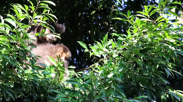 Macaco-prego na floresta. (Sapajus nigritus)