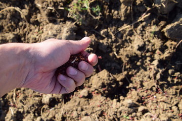 Sowing of maize out of hand