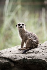 The meerkat