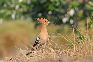 hoopoe rare bird on dry grass