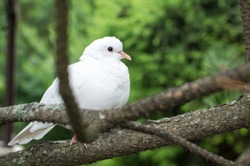 Dove