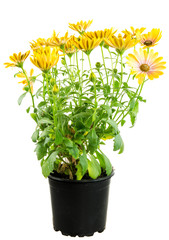 Isolated potted yellow Osteospermum flower