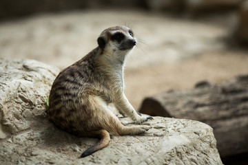 The meerkat
