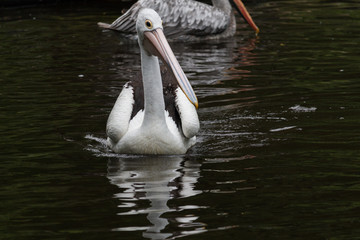 Australian pelican