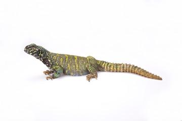 Naklejka premium Ornate spiny-tailed lizard (Uromastyx ornata ornata), Egypt