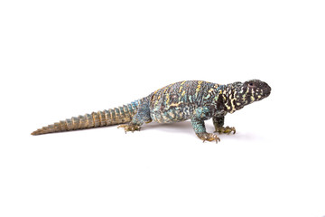 Ornate spiny-tailed lizard (Uromastyx ornata ornata), Egypt