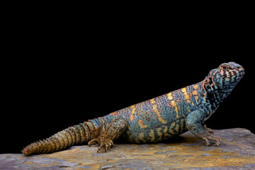 Fototapeta premium Ornate spiny-tailed lizard (Uromastyx ornata ornata), Egypt
