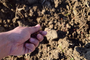 Sowing of maize out of hand