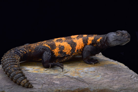 South Saharan spiny-tailed lizard (Uromastyx flavifasciata), Mauretania