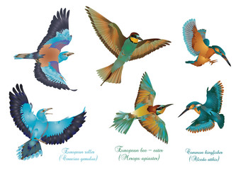 European beautiful birds couples