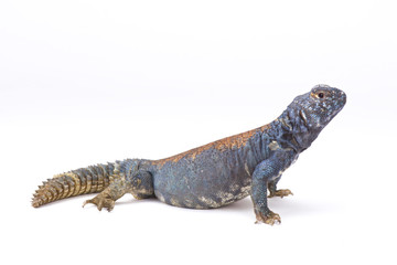 Obraz premium Arabian blue mastigure (Uromastyx ornata philbyi), Yemen