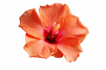 Hibiskus  © xana69