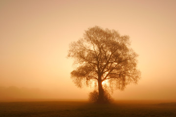 Solitary Tree on Meadow in Dense Fog at Sunrise