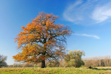 Solitary Oak Tree on Meadow in Autumn, Leaves Changing Colour, blue sky