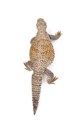 Naklejka premium Iraqi spiny-tailed lizard (Saara loricata),Iraq