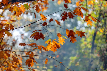 Early autumn in the park