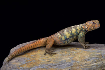 Naklejka na ściany i meble South Arabian Spiny-tailed Lizard (Uromastyx yemenensis), Yemen