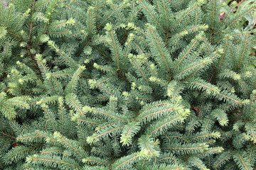 Close-up of spruce Picea glauca