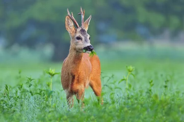 Zelfklevend Fotobehang Ree Wild roe deer eating grass