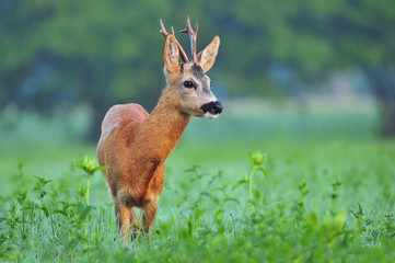 Wild roe deer