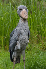 Shoebill