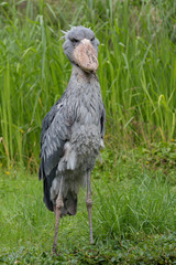 Shoebill