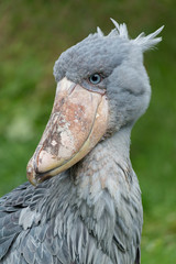 Shoebill