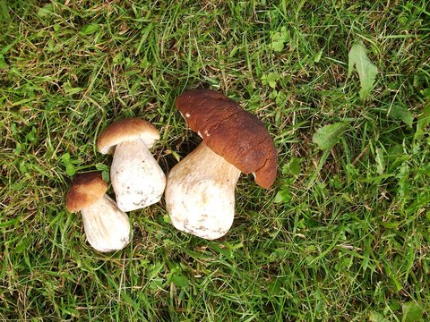 Fresh Mushroom Boletus in the grass. Autumn cep mushrooms background