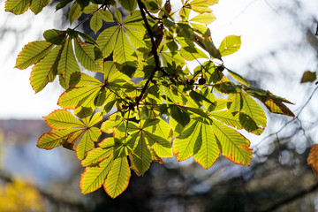 Obraz premium Chestnut tree leaves