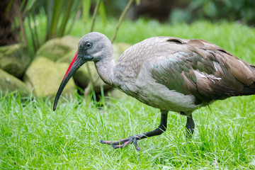 Hadada ibis