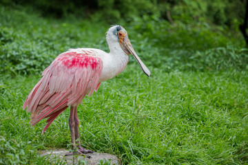 Roseate spoonbill