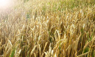 Summer wheat field in the sunlight