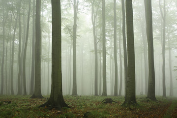 Forest of Beech Trees in Autumn, Dense Fog