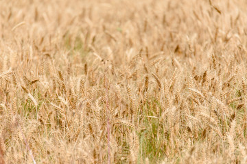 Wheat field