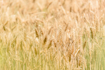 Wheat field