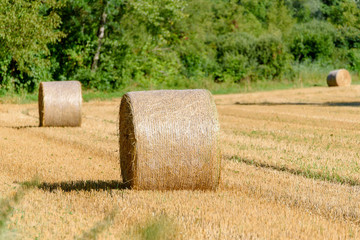 Fototapeta premium Rolls of haystack